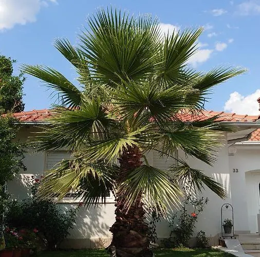 公寓 Tulipan - With Free Private Parking Garage *